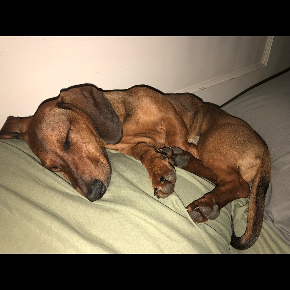 Meet your Posher, Heidi